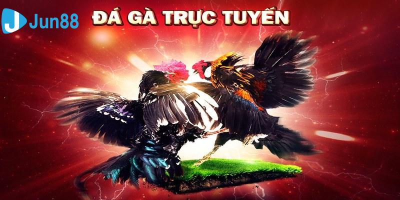 Lý do chơi đá gà online tại Jun88 được nhiều người yêu thích